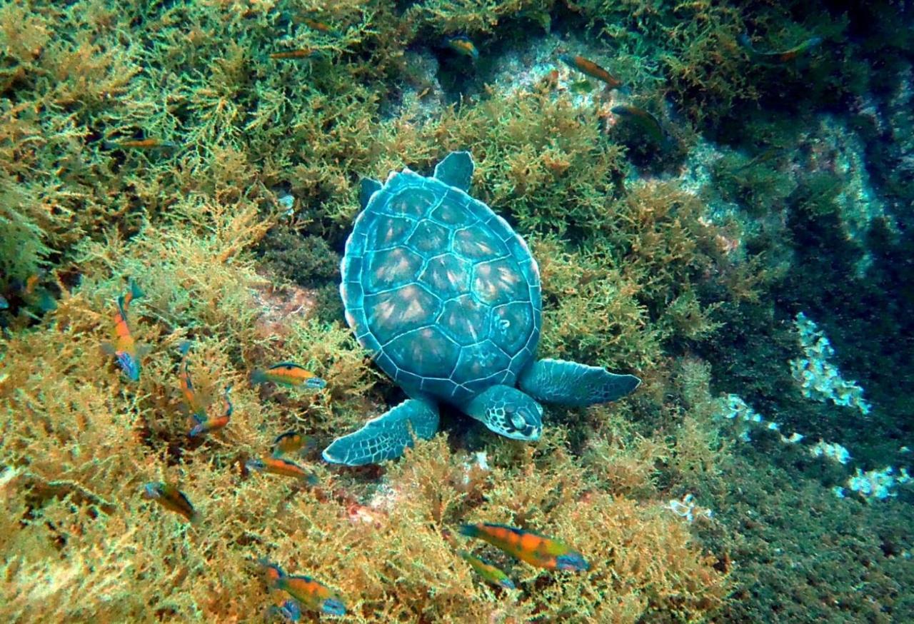 הוילה מוסטיירוס Sea Roots "Garden Zone " מראה חיצוני תמונה